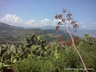 ndari-08-06-2015 19-15-12